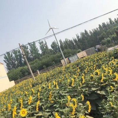 坊子20千瓦小型风力发电机微风发电养殖使用风力发电机图6