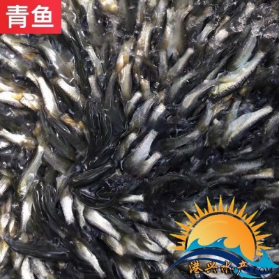 港兴水产鱼苗批发 青鱼|黑鲩鱼|青江鱼|螺丝青鱼苗 全国支持发货图3