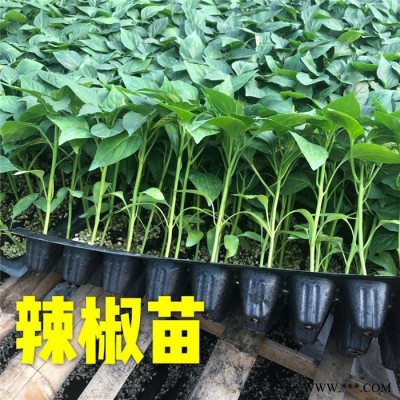 辣椒苗 螺丝椒苗 辣椒种子  线椒苗  彩椒苗图8