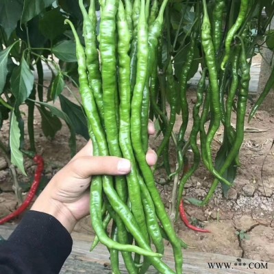 辣椒苗螺丝椒苗线椒苗尖椒苗薄皮椒苗甜椒苗 辣椒种子 芳耕农业图5