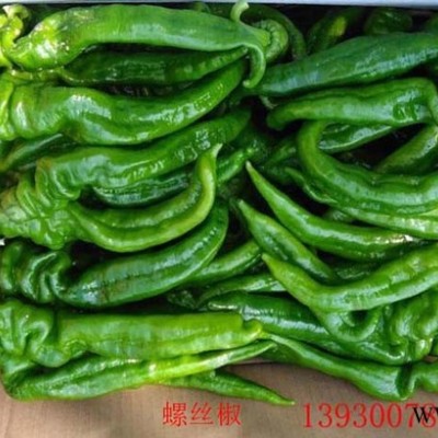 高产螺丝椒——同乐23188辣椒种子图4
