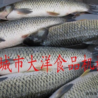 大洋牌小型脱鱼鳞机 水产品加工设备图3