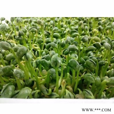 广州豆芽加工设备价格，豆芽加工设备价格，生产豆芽设备价格图2