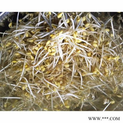 广州豆芽加工设备价格，豆芽加工设备价格，生产豆芽设备价格图6