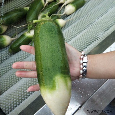义康MQX-1500型 橙子打蜡设备 沙参清洗设备  番薯去皮清洗加工设备图4