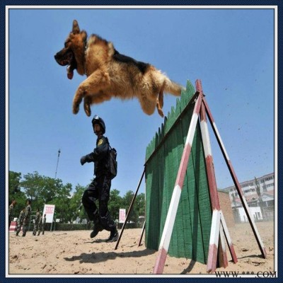 生产加工 训犬障碍设备 军犬训练器械 跳高架图3