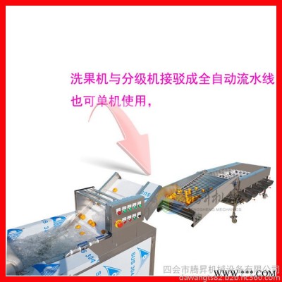 广东腾昇机械厂家水果加工设备 水果清洗分级机 柠檬清洗机 山竹分级机价格图4