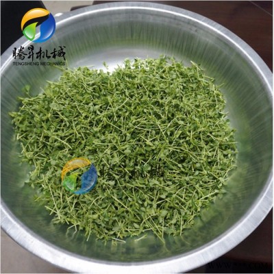 腾昇供应豆芽加工设备 绿豆芽切割机 菜苗豆苗切段机 节省人工图3