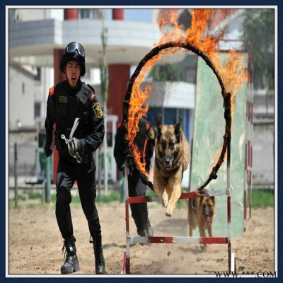 加工比赛警犬障碍器材,训犬障碍设备,搜救犬障碍器械,犬敏捷训练器材图6