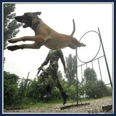 加工比赛警犬障碍器材,训犬障碍设备,搜救犬障碍器械,犬敏捷训练器材图5