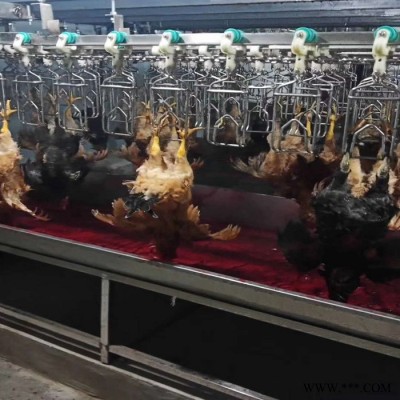 利顺 LS-TZLSX家禽屠宰设备肉鸭屠宰设备鸭鹅宰杀生产线设备家禽宰杀加工设备