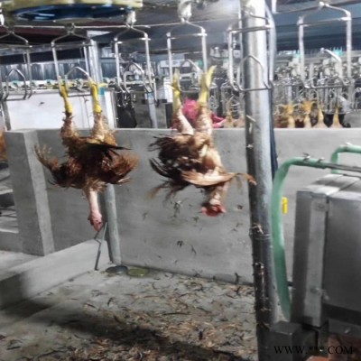 利顺 LS-TZLSX家禽屠宰设备肉鸭屠宰设备鸭鹅宰杀生产线设备家禽宰杀加工设备图7