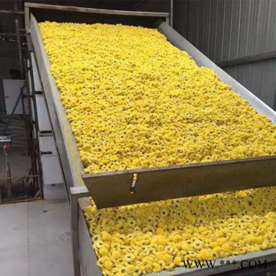 百信菊花烘干机 药用菊花烘干设备 怀菊花产地加工设备 连续式无硫干燥图3