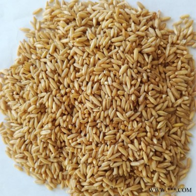 俏牌TFYM-1000 燕麦脱壳机燕麦脱皮机裸燕麦筛选机燕麦米加工设备燕麦脱壳筛选生产线图3