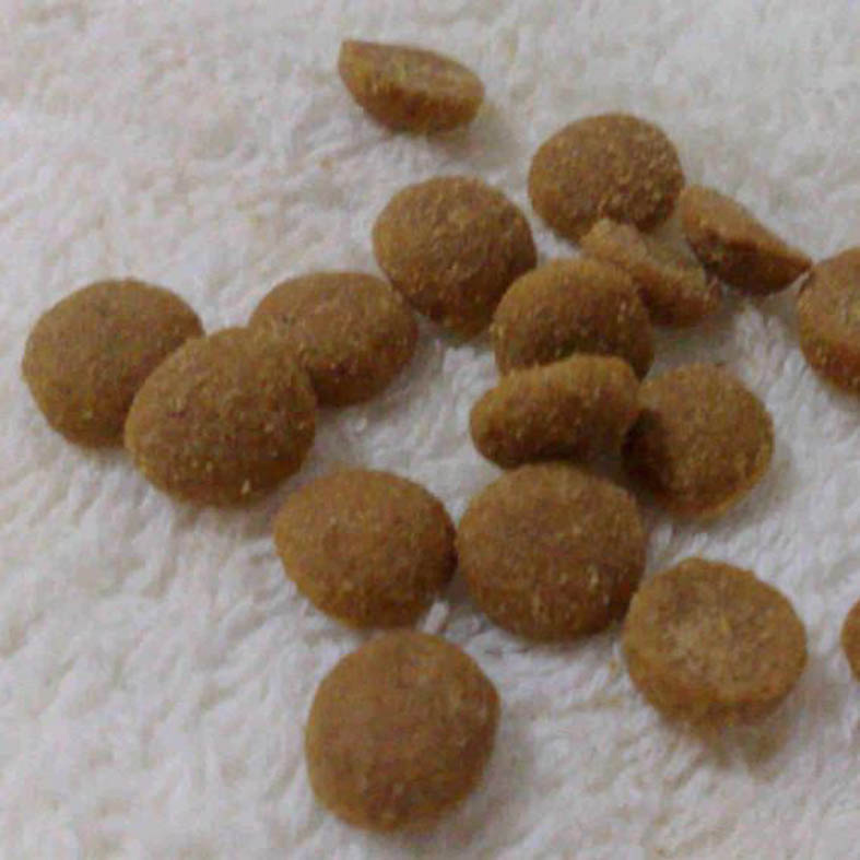 狗粮生产线 济南春光机械