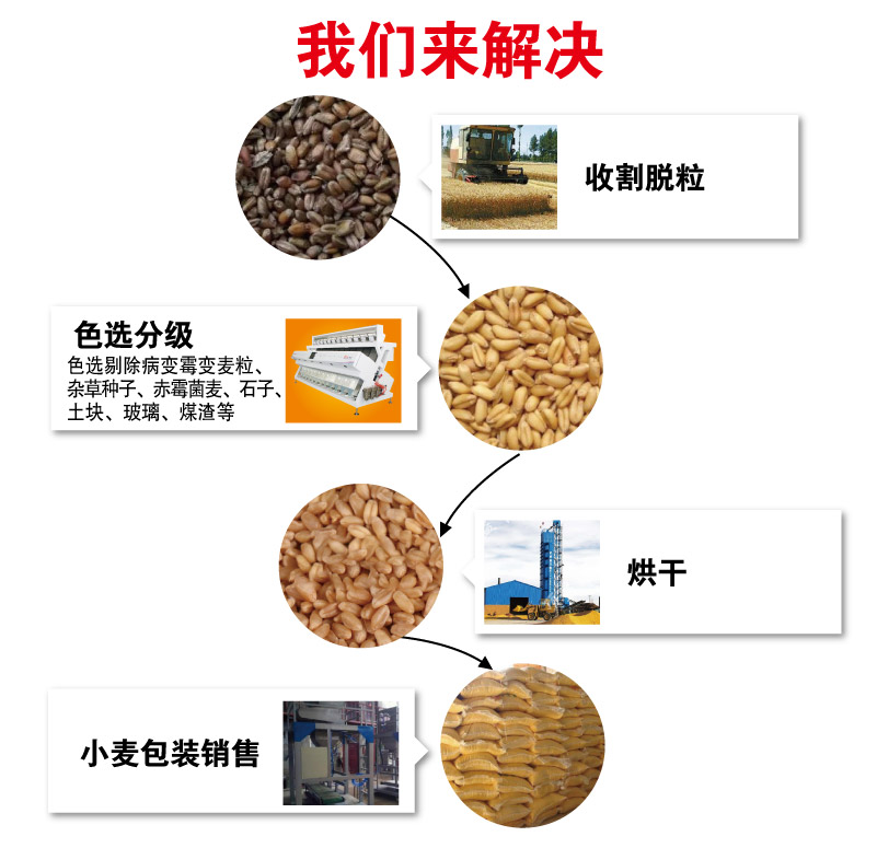 小麦.jpg