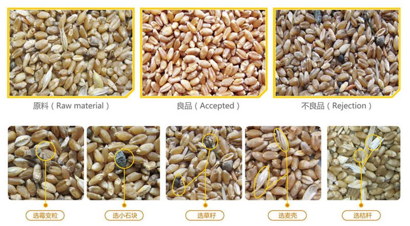 小麦色选效果.jpg